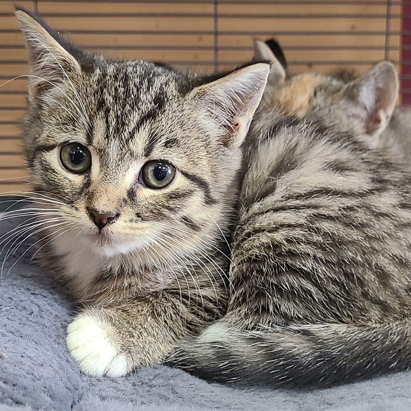 adoptable Cat in Martinsburg, WV named Five Kittens