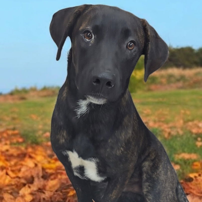 adoptable Dog in Martinsburg, WV named Maverick