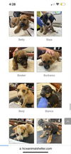 adoptable Dog in  named Fourteen Shepherd mix Pups