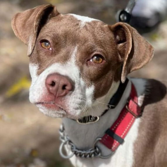 adoptable Dog in Martinsburg, WV named Chutney