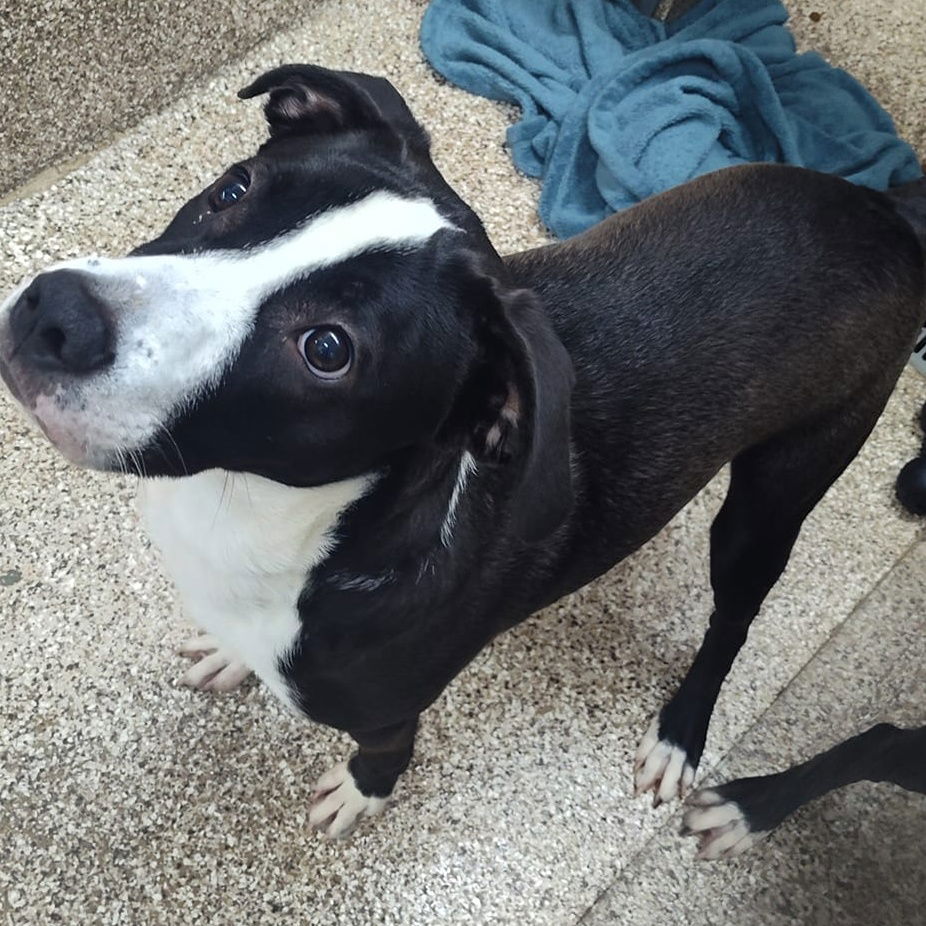 adoptable Dog in Martinsburg, WV named Chop