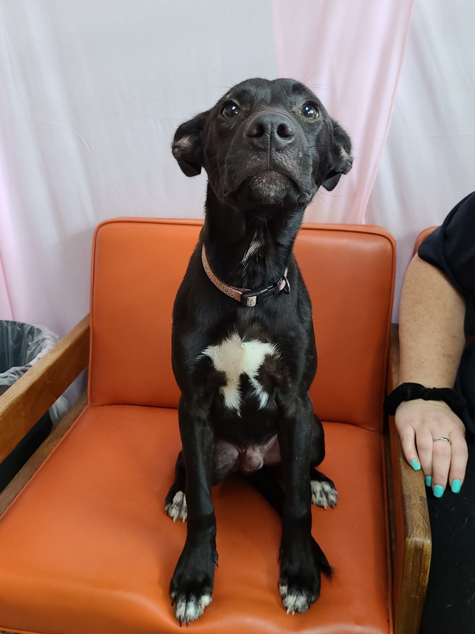 adoptable Dog in Martinsburg, WV named Midnight