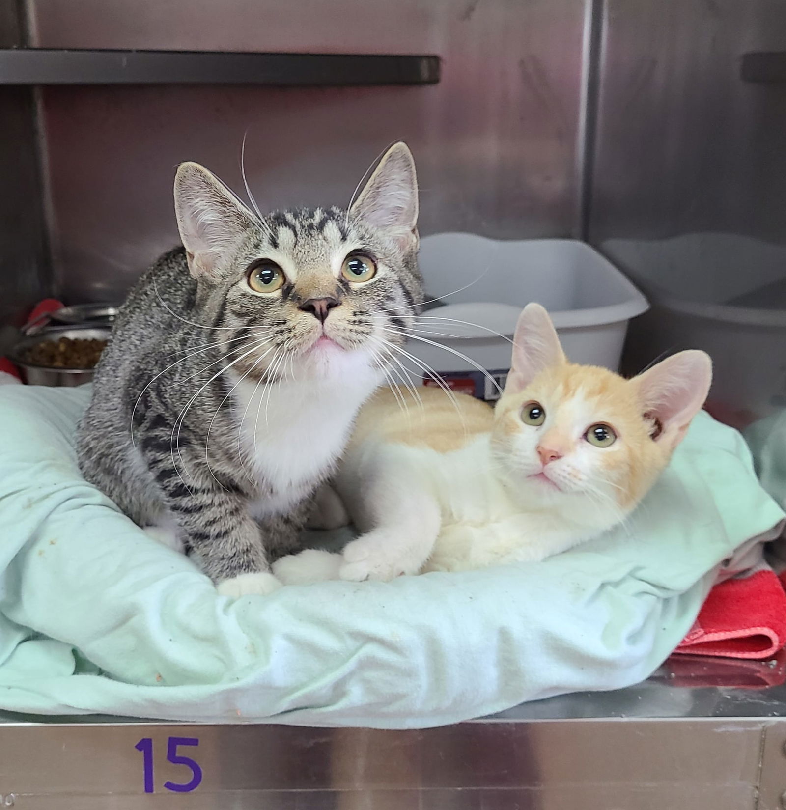 adoptable Cat in Martinsburg, WV named Barney and Woody