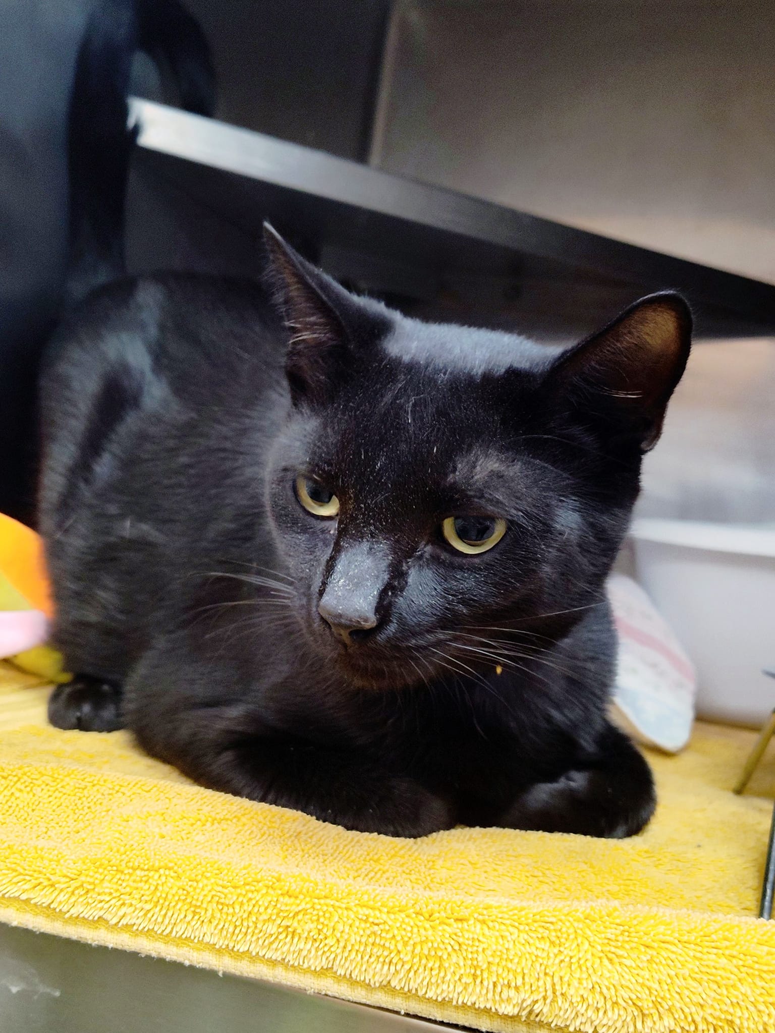 adoptable Cat in Martinsburg, WV named Black Betty