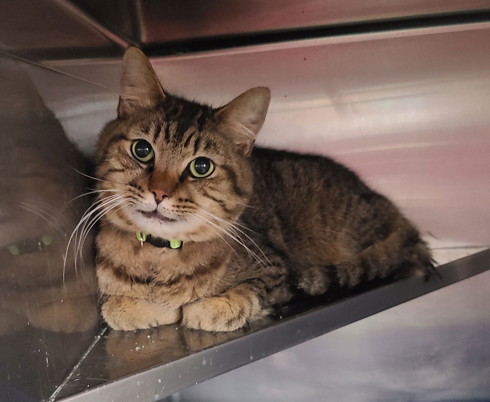 adoptable Cat in Martinsburg, WV named Brucie