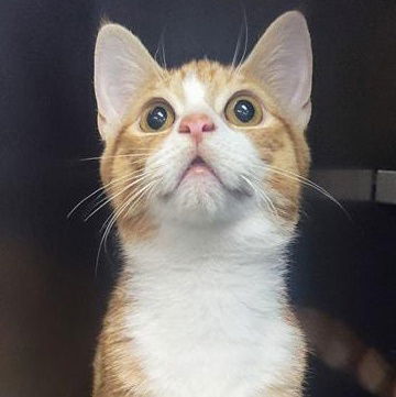 picture of the cat needing adoption