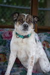 adoptable Dog in  named Deacon
