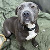 adoptable Dog in  named Thor