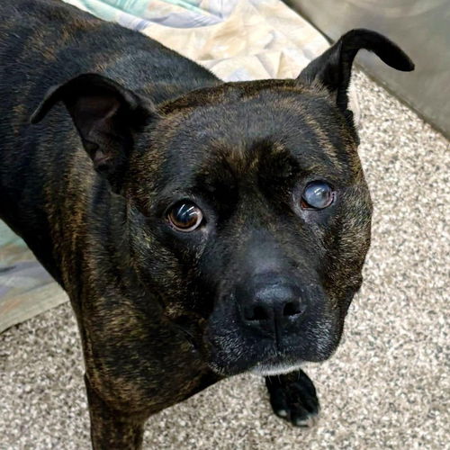 picture of the dog needing adoption
