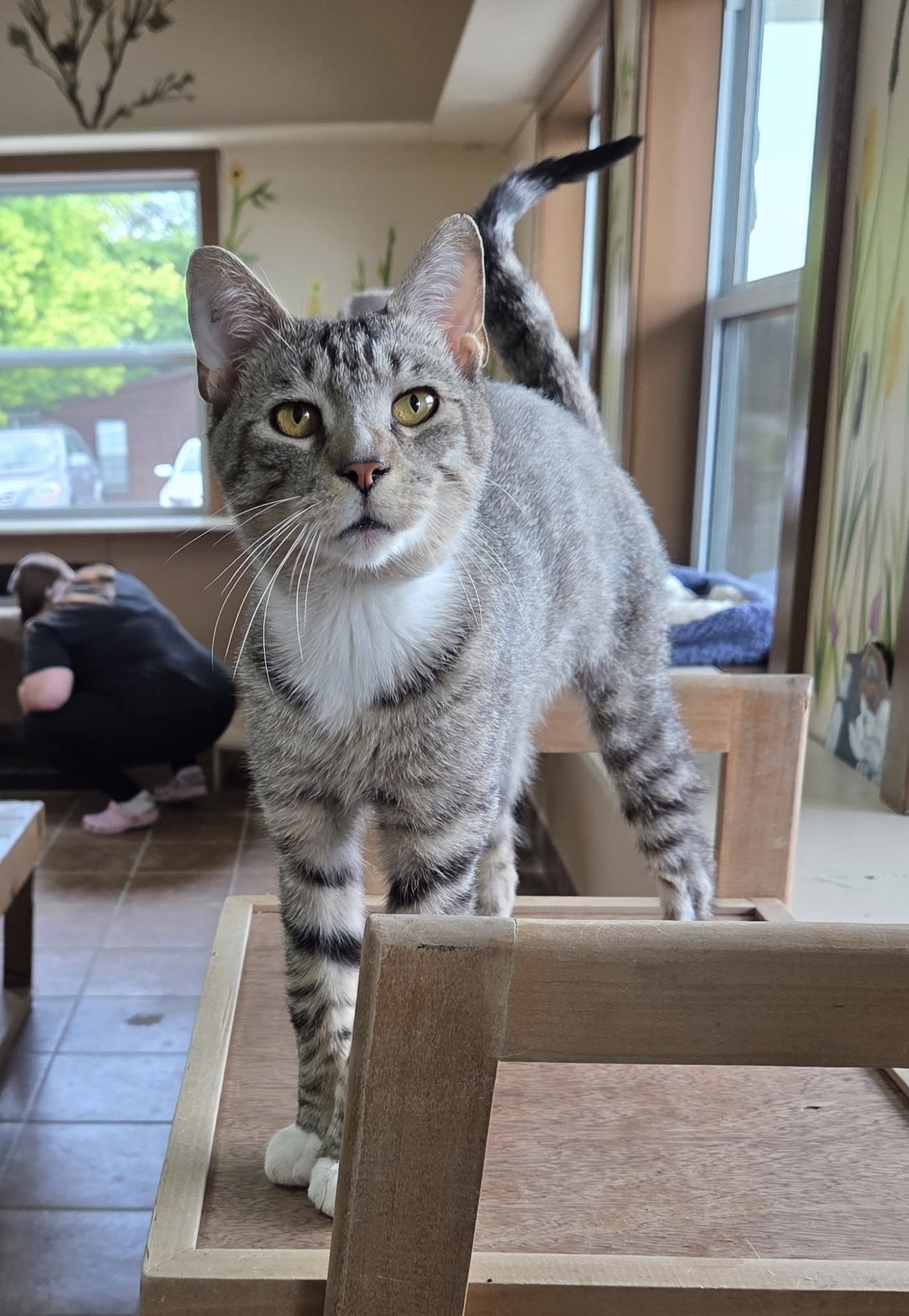 adoptable Cat in Martinsburg, WV named Toodles
