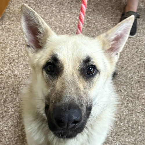 picture of the dog needing adoption