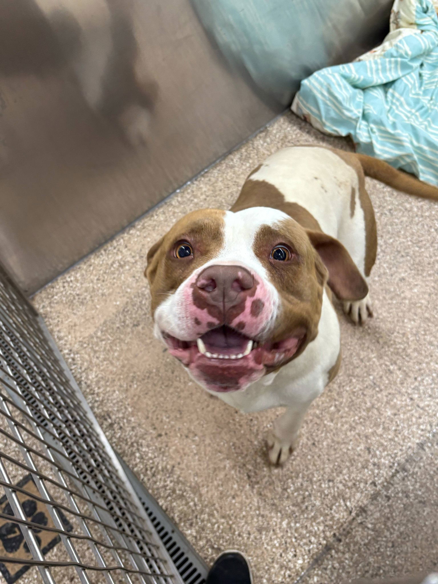 adoptable Dog in Martinsburg, WV named L.J.