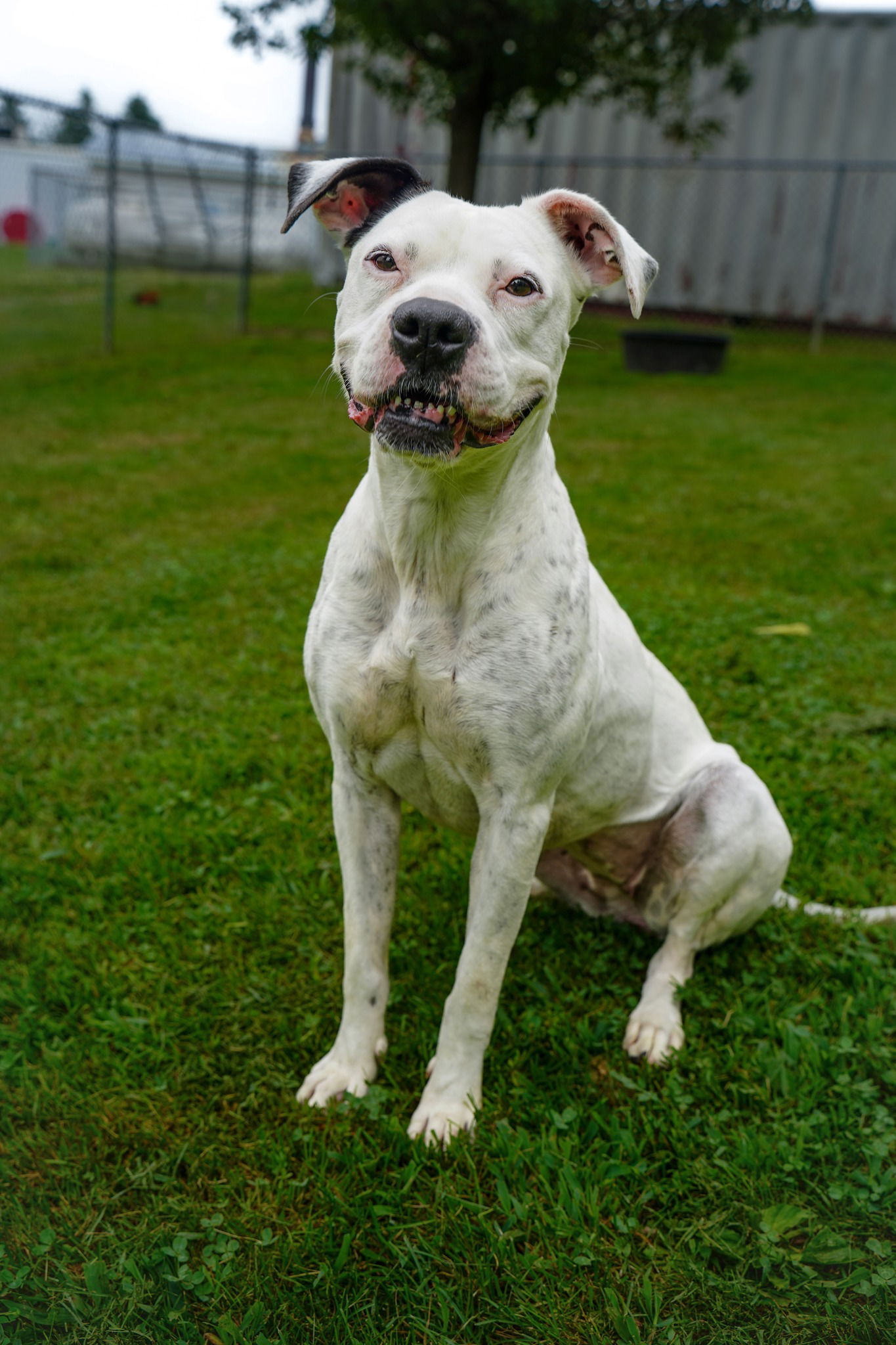 adoptable Dog in Martinsburg, WV named Luna