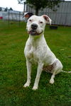 adoptable Dog in  named Luna