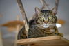 adoptable Cat in , WV named Puddles