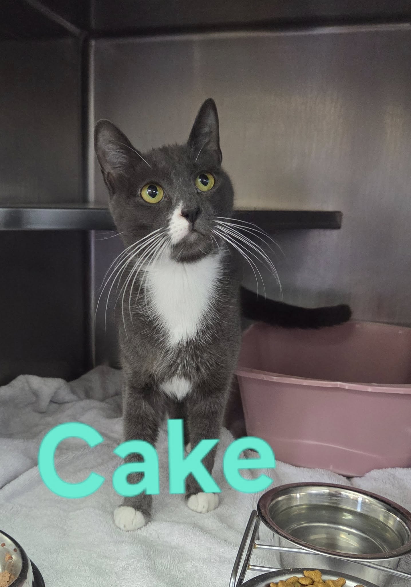 adoptable Cat in Martinsburg, WV named Cake