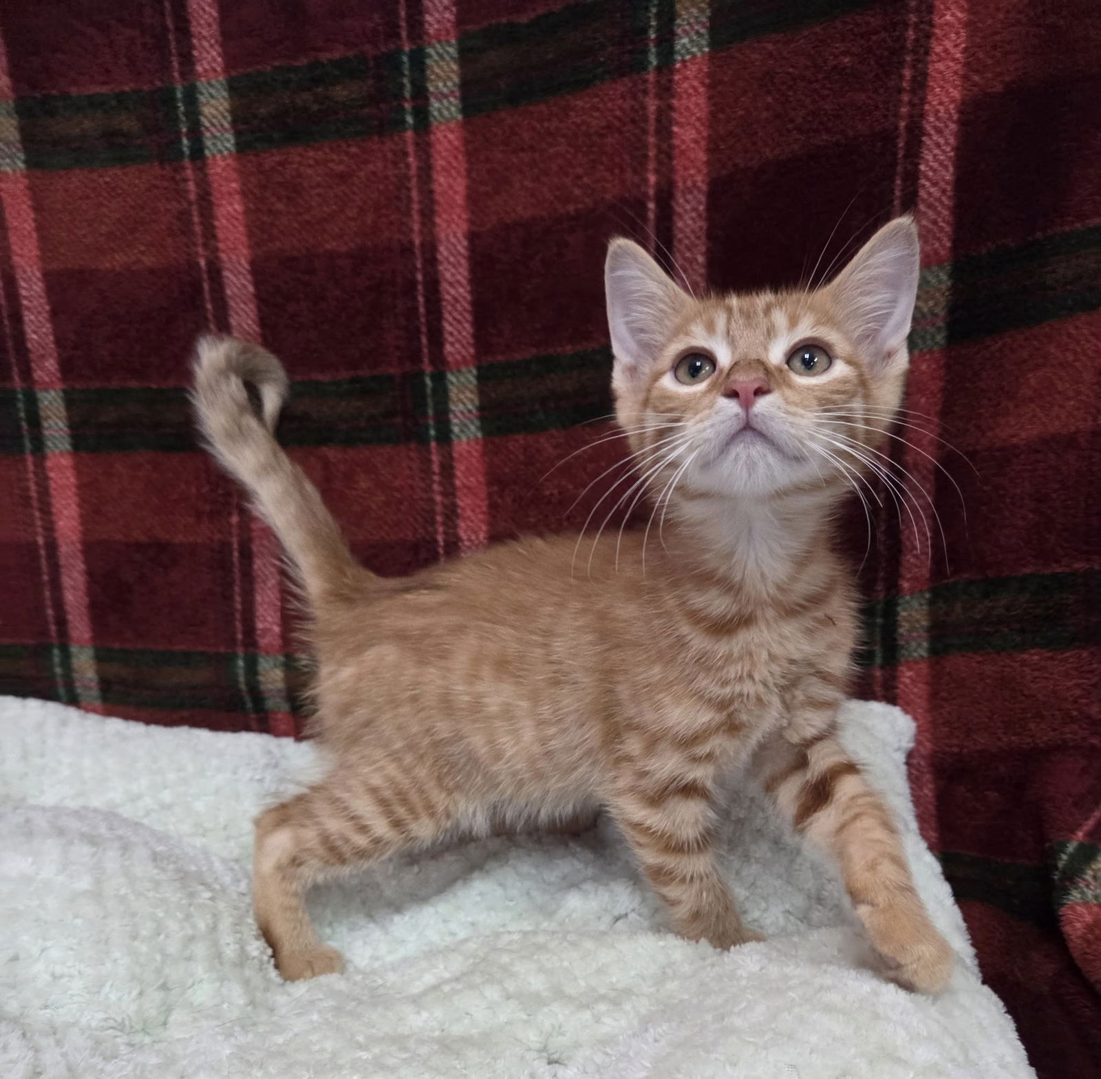 adoptable Cat in Martinsburg, WV named Male Kittens