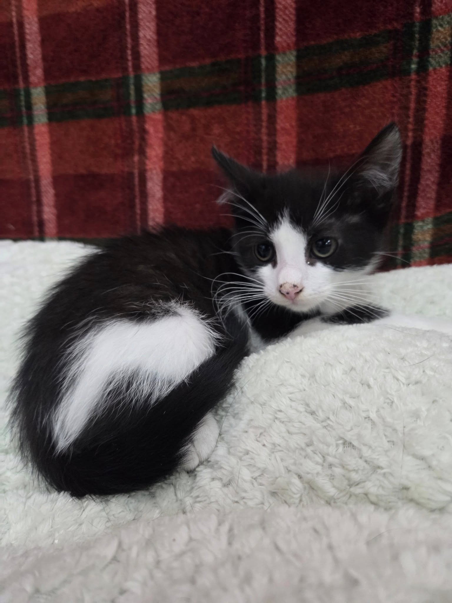 adoptable Cat in Martinsburg, WV named Four Tuxedo Kittens