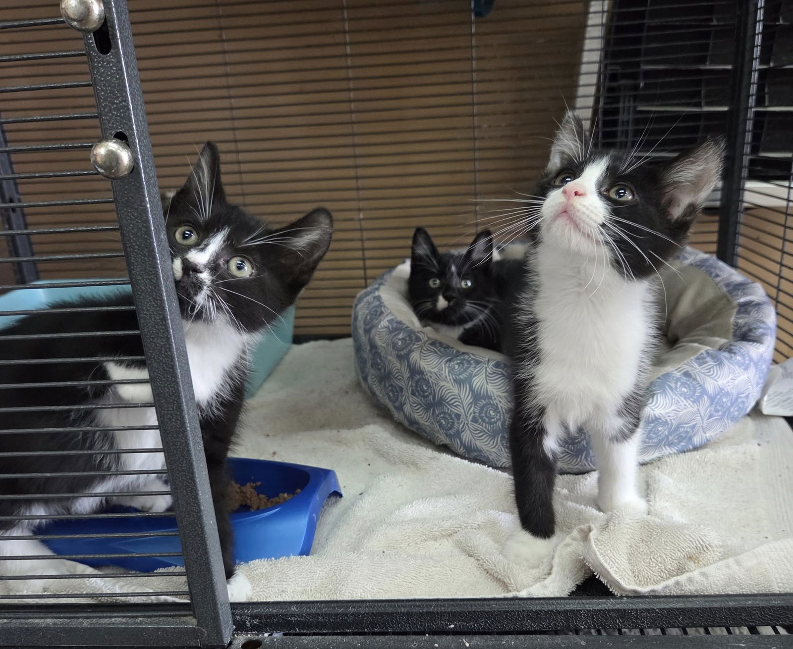adoptable Cat in Martinsburg, WV named Three Male Tuxedos!