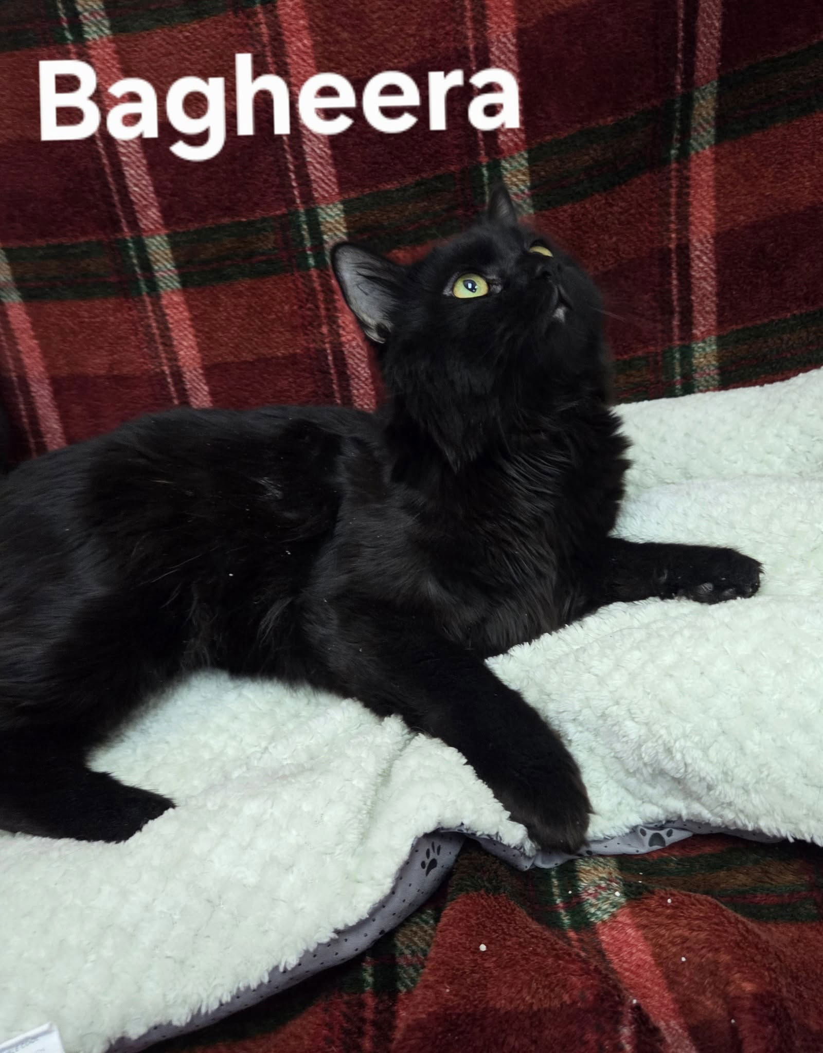 adoptable Cat in Martinsburg, WV named Bagheera