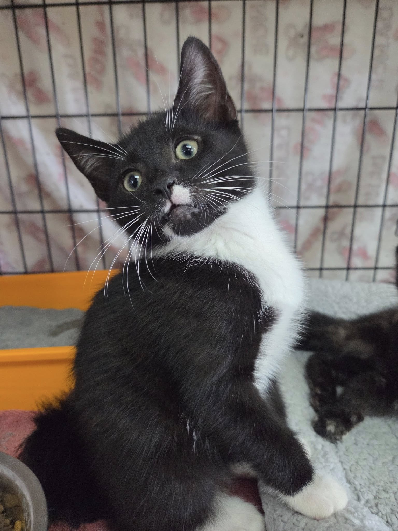 adoptable Cat in Martinsburg, WV named Tuxedo Kitten