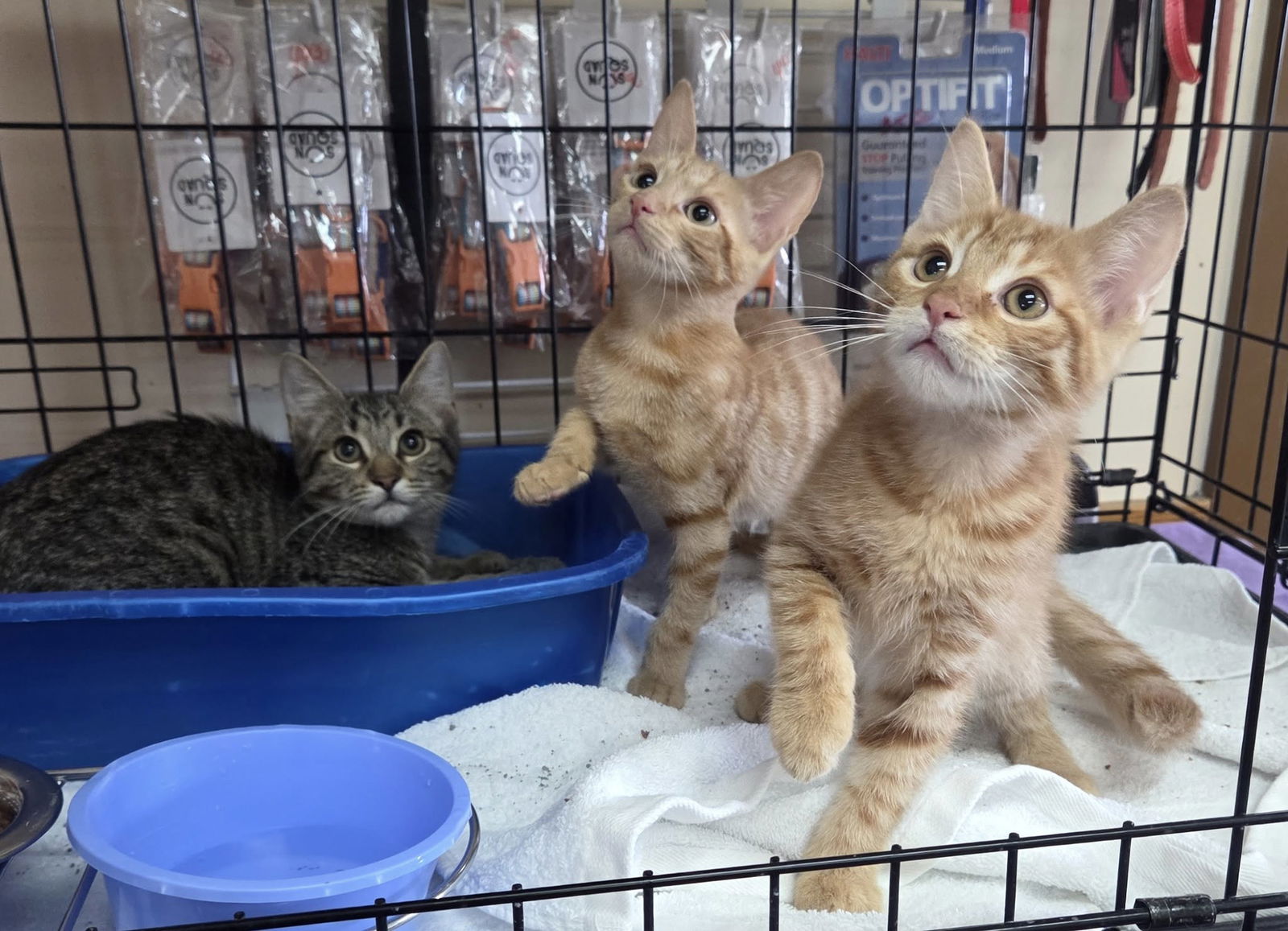 adoptable Cat in Martinsburg, WV named Three Handsome Boys!