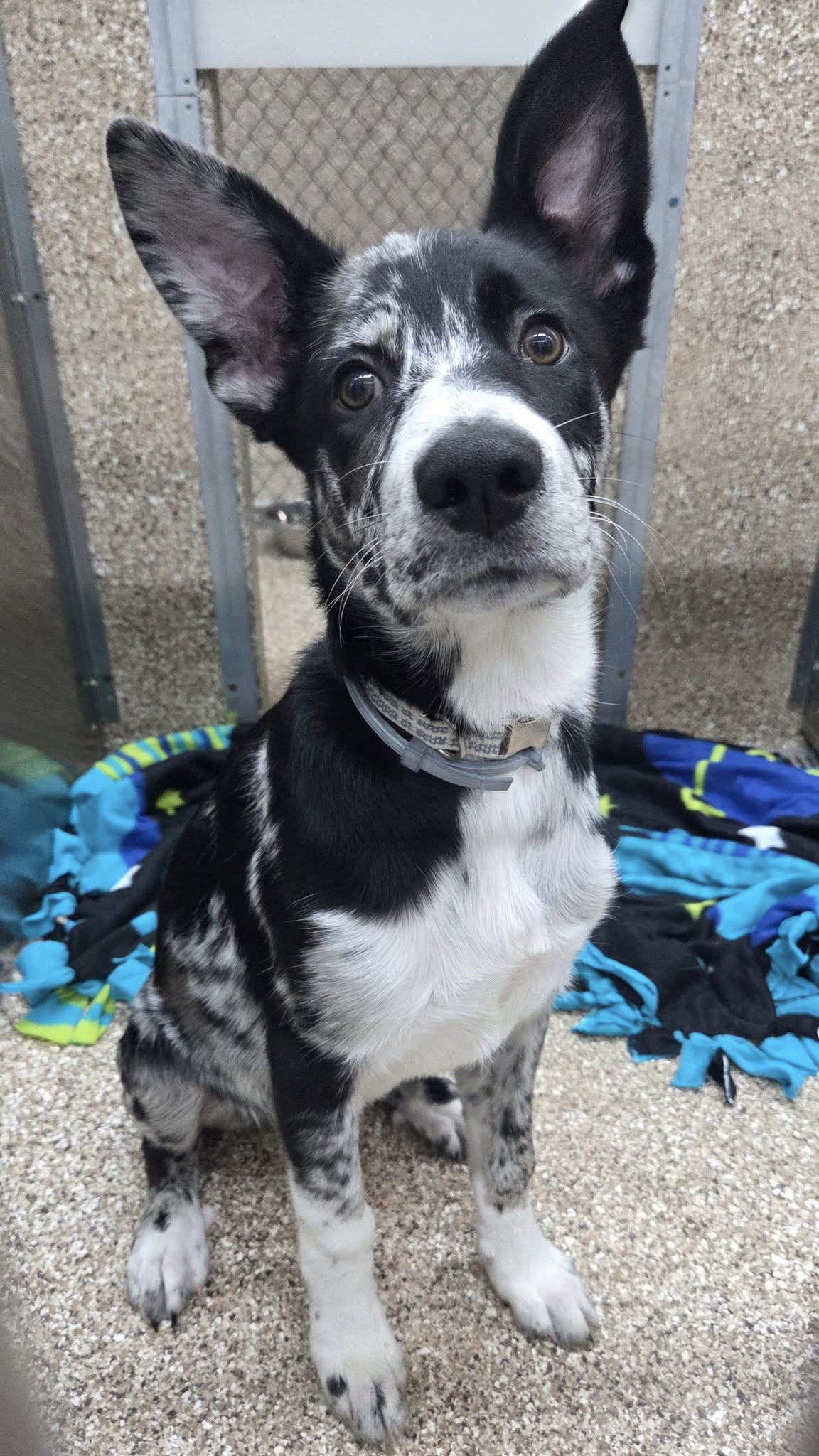 adoptable Dog in Martinsburg, WV named Boone
