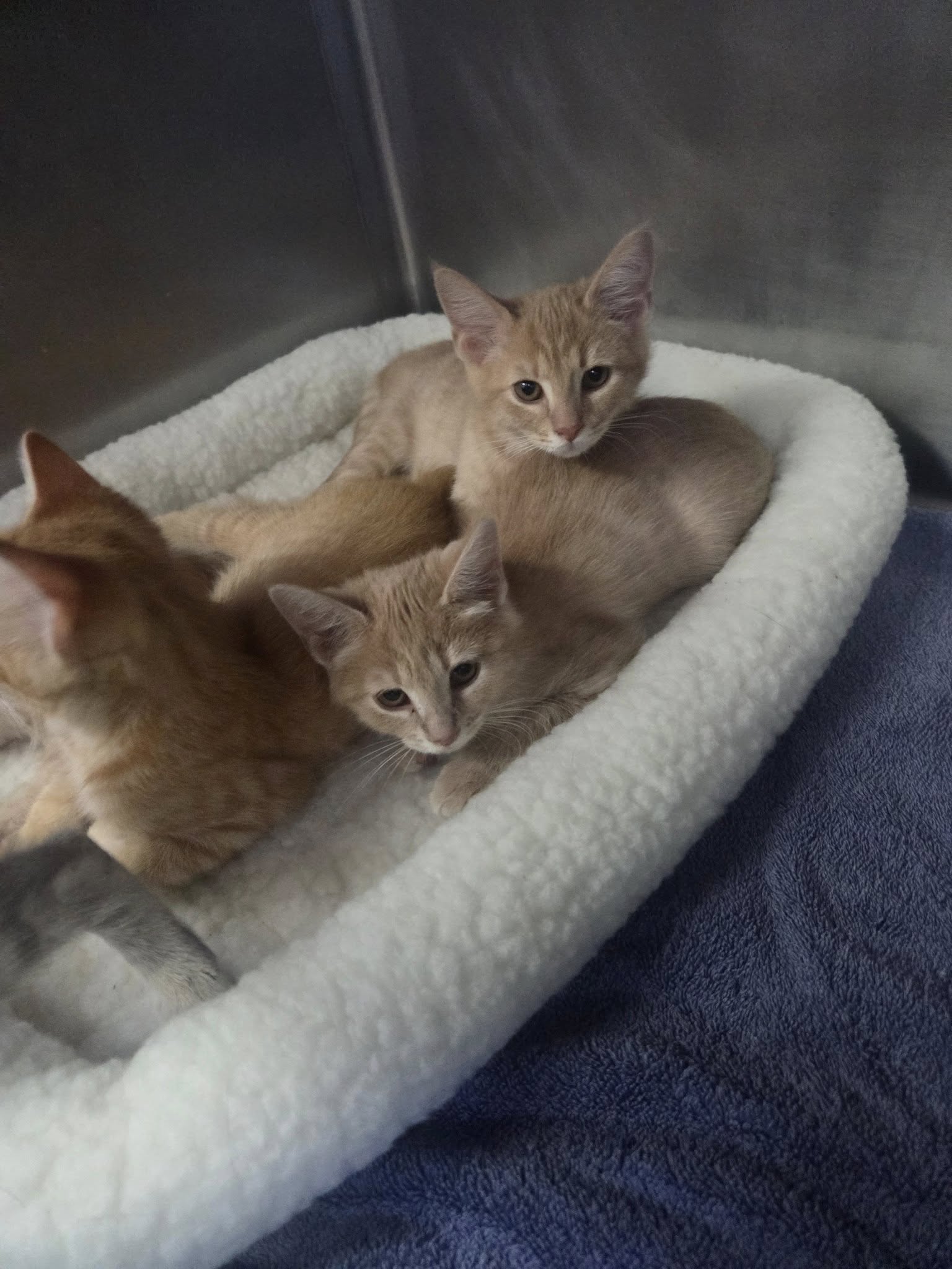 adoptable Cat in Martinsburg, WV named Orange Tabby Kittens