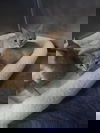 adoptable Cat in , WV named Orange Tabby Kittens