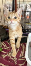 adoptable Cat in , WV named ChowMein and LoMein