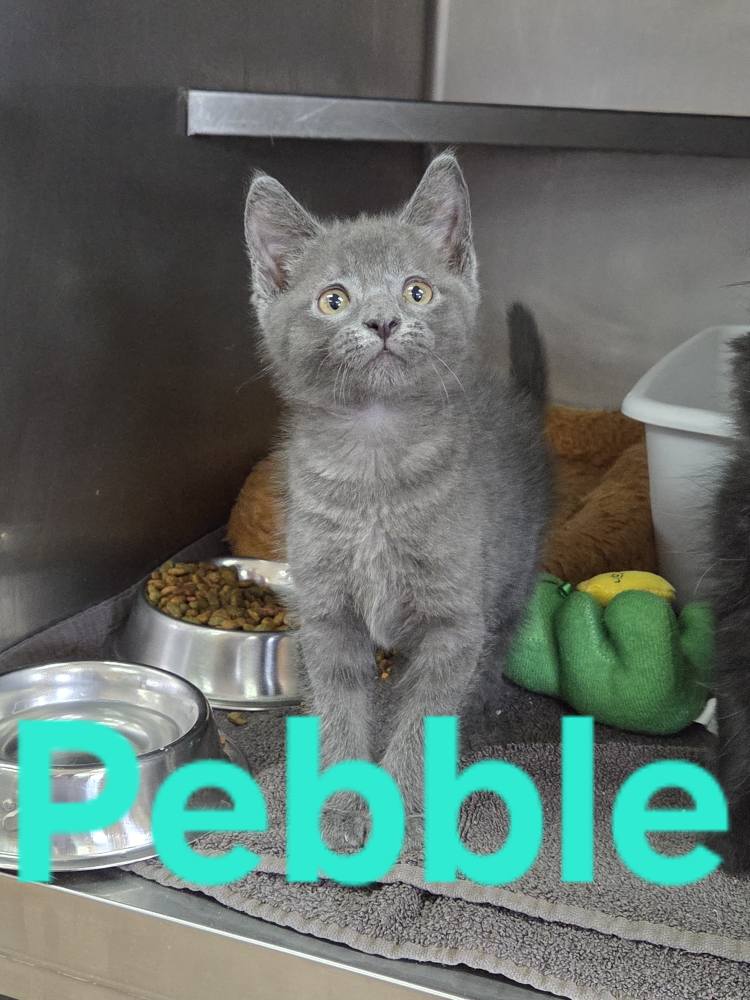 adoptable Cat in Martinsburg, WV named Pebbles and Raven