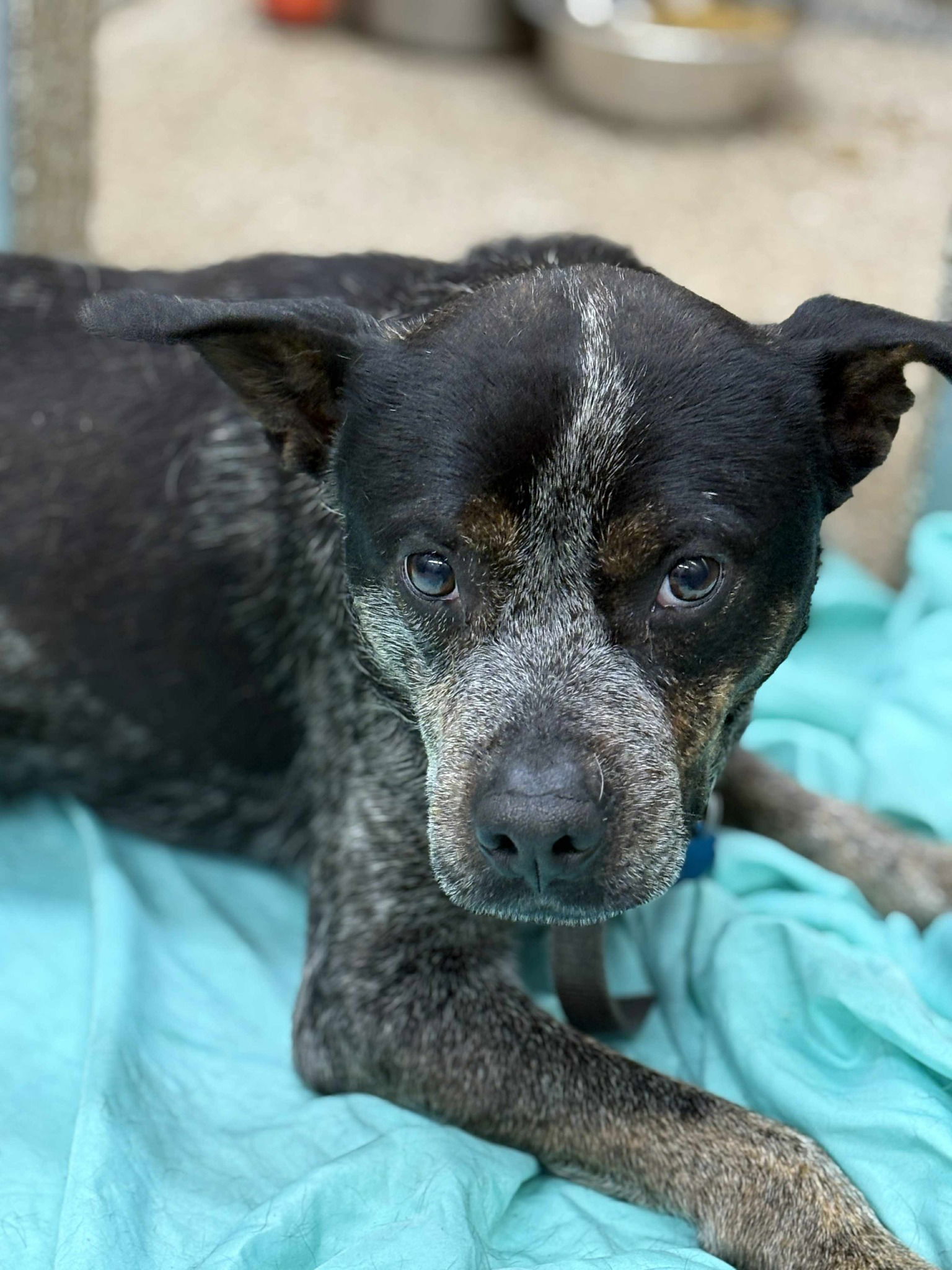 adoptable Dog in Martinsburg, WV named Taz