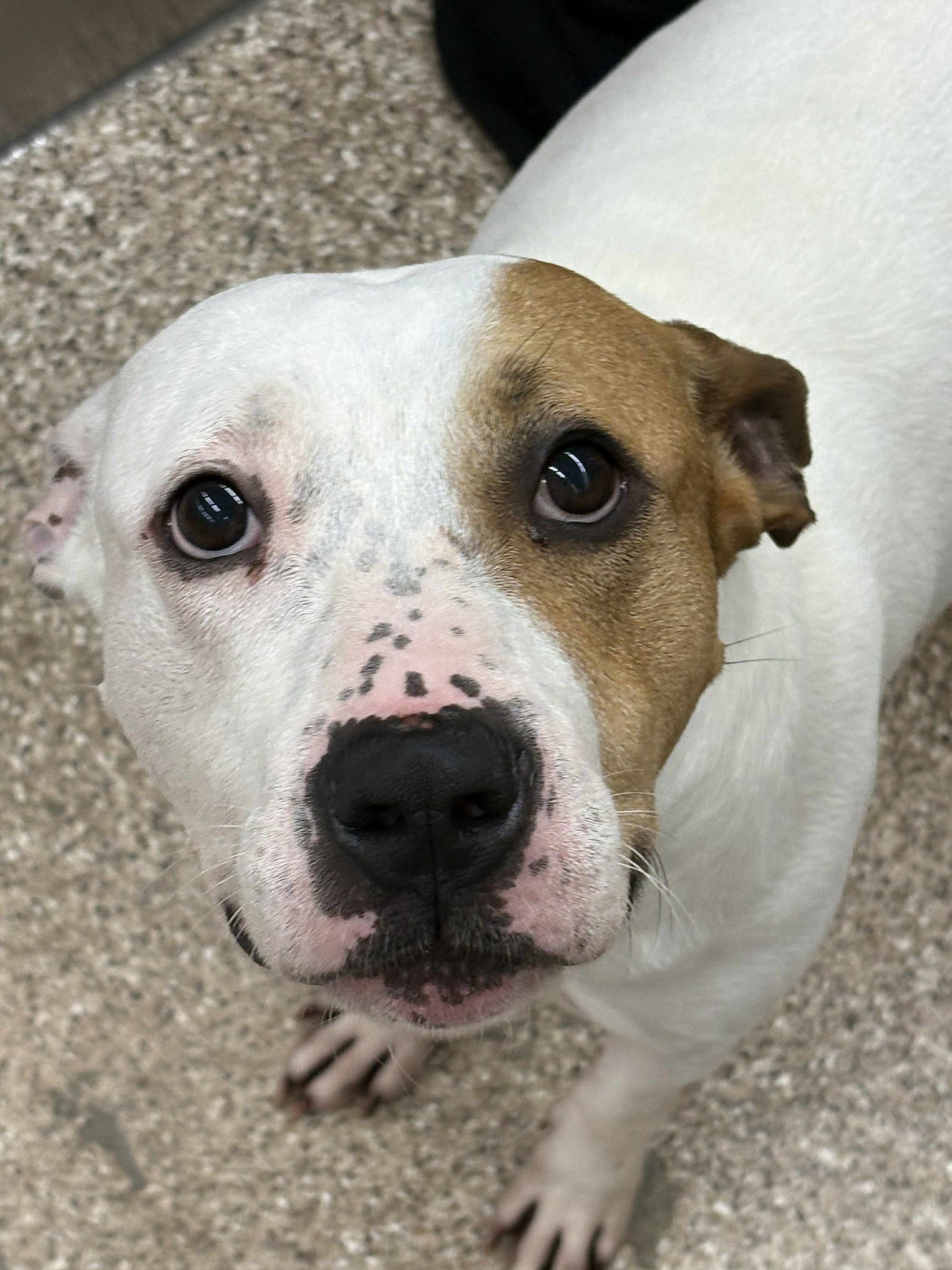 adoptable Dog in Martinsburg, WV named Petey