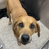 adoptable Dog in  named Doc Holliday