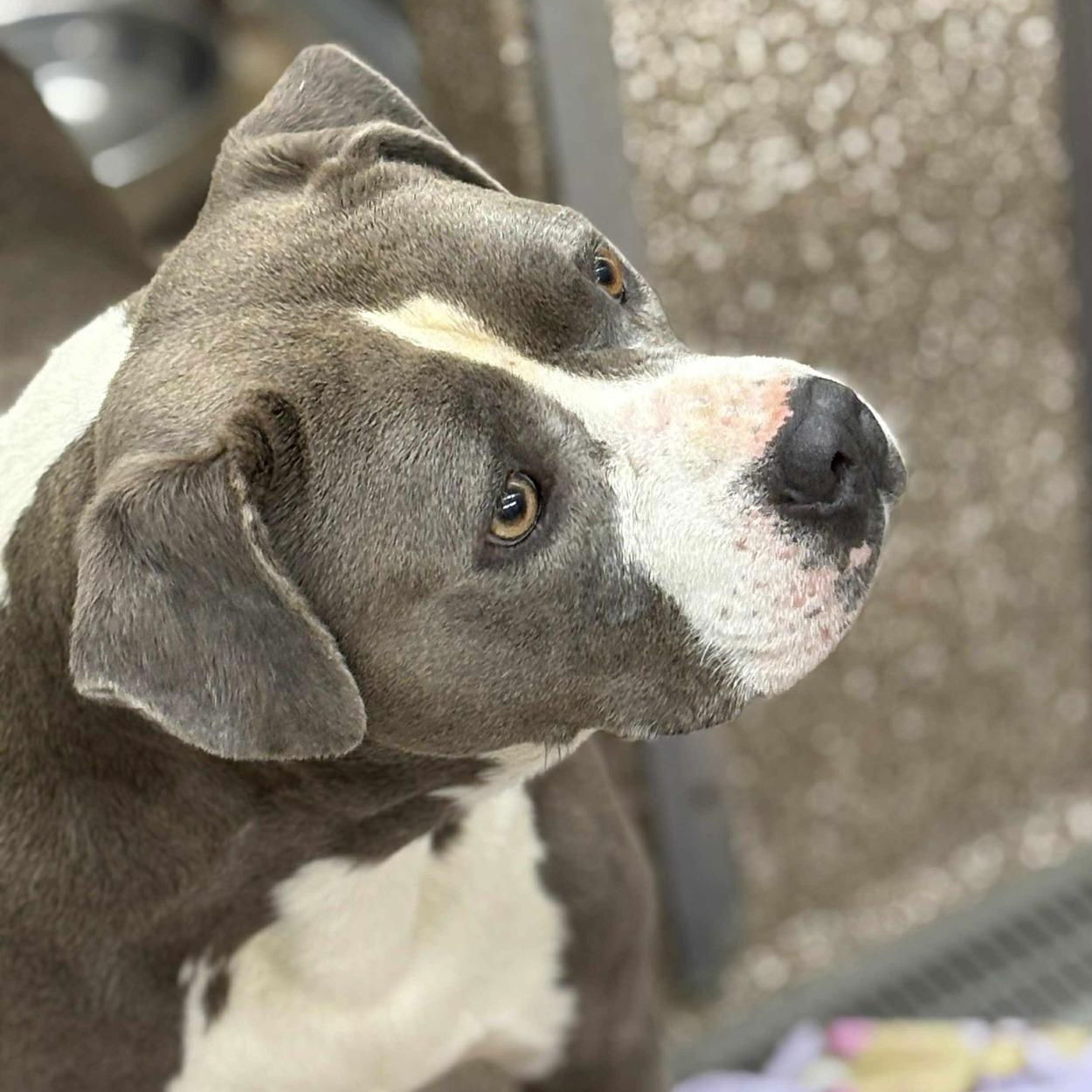 adoptable Dog in Martinsburg, WV named Tank