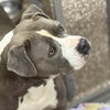 adoptable Dog in  named Tank