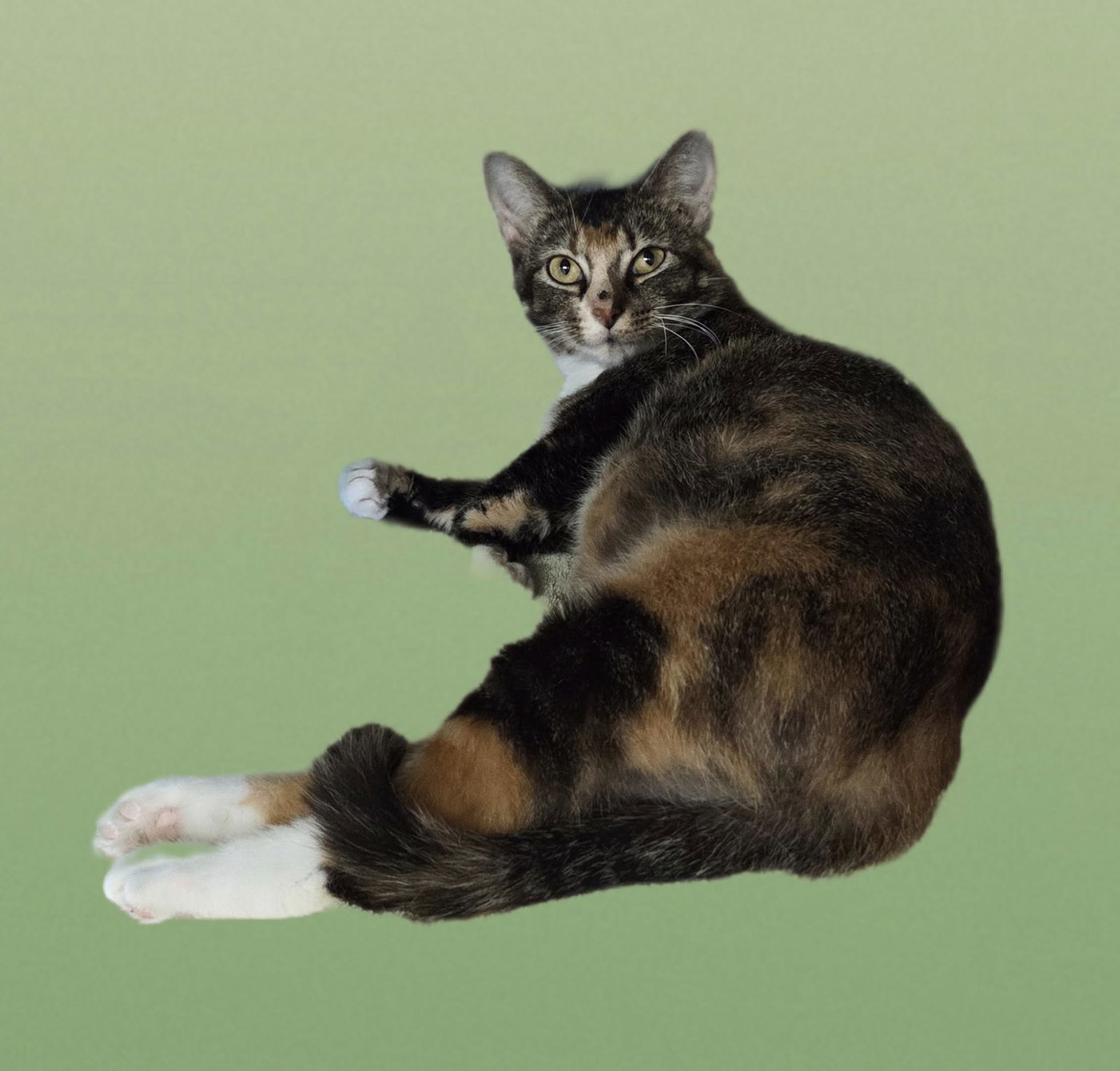adoptable Cat in Martinsburg, WV named Cali