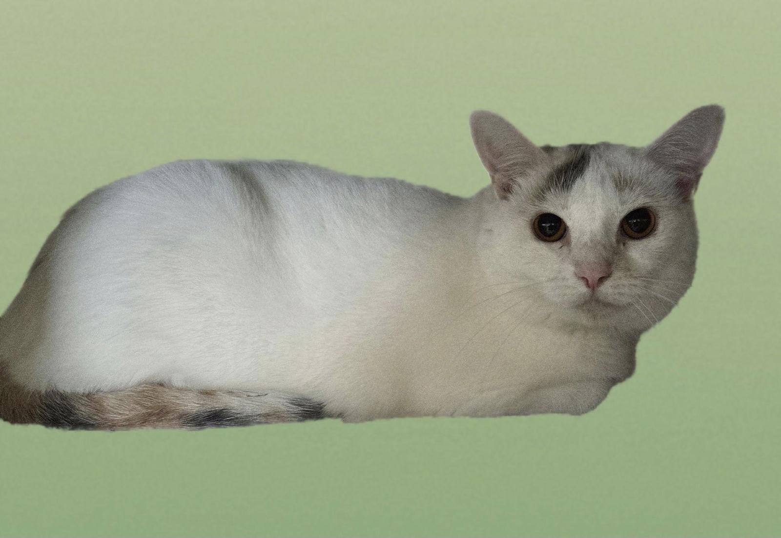 adoptable Cat in Martinsburg, WV named Risky