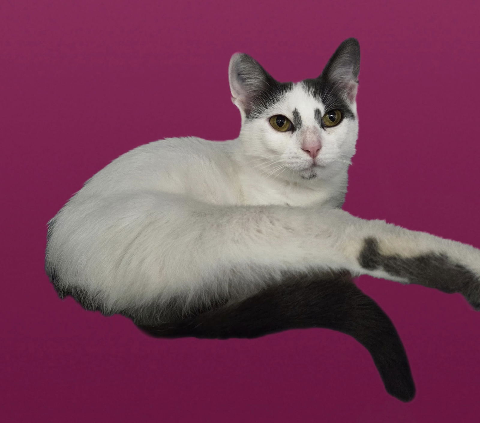 adoptable Cat in Martinsburg, WV named Sassy