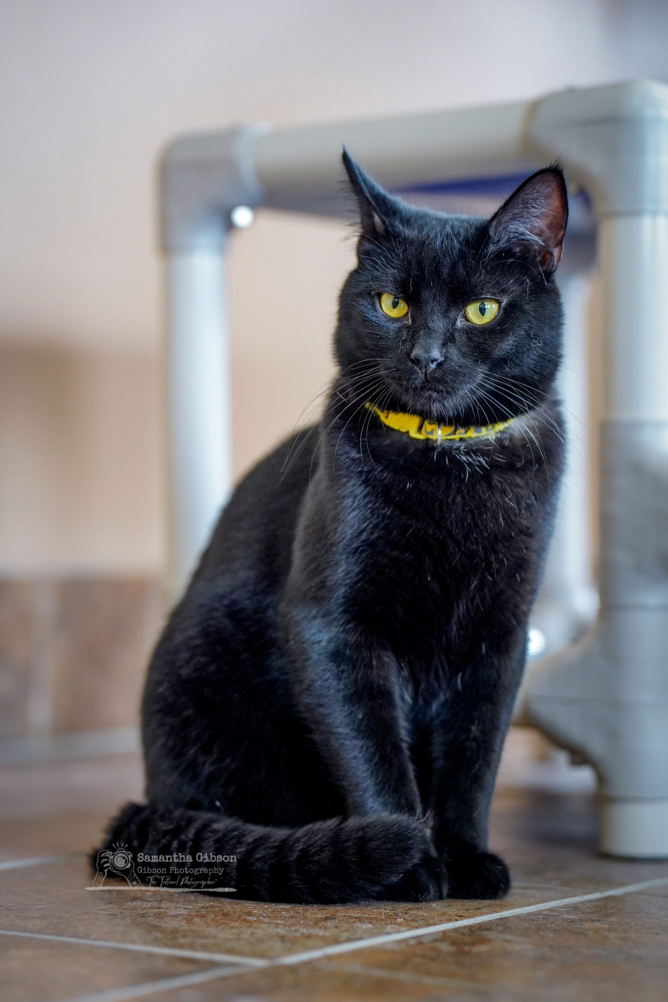 adoptable Cat in Martinsburg, WV named Batman and Joker