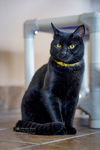 adoptable Cat in , WV named Batman and Joker