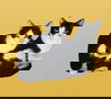 adoptable Cat in , WV named Marigold and Zen