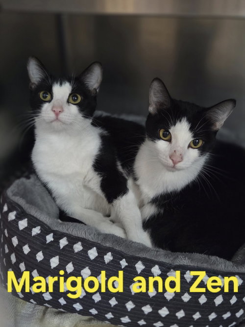 picture of the cat needing adoption
