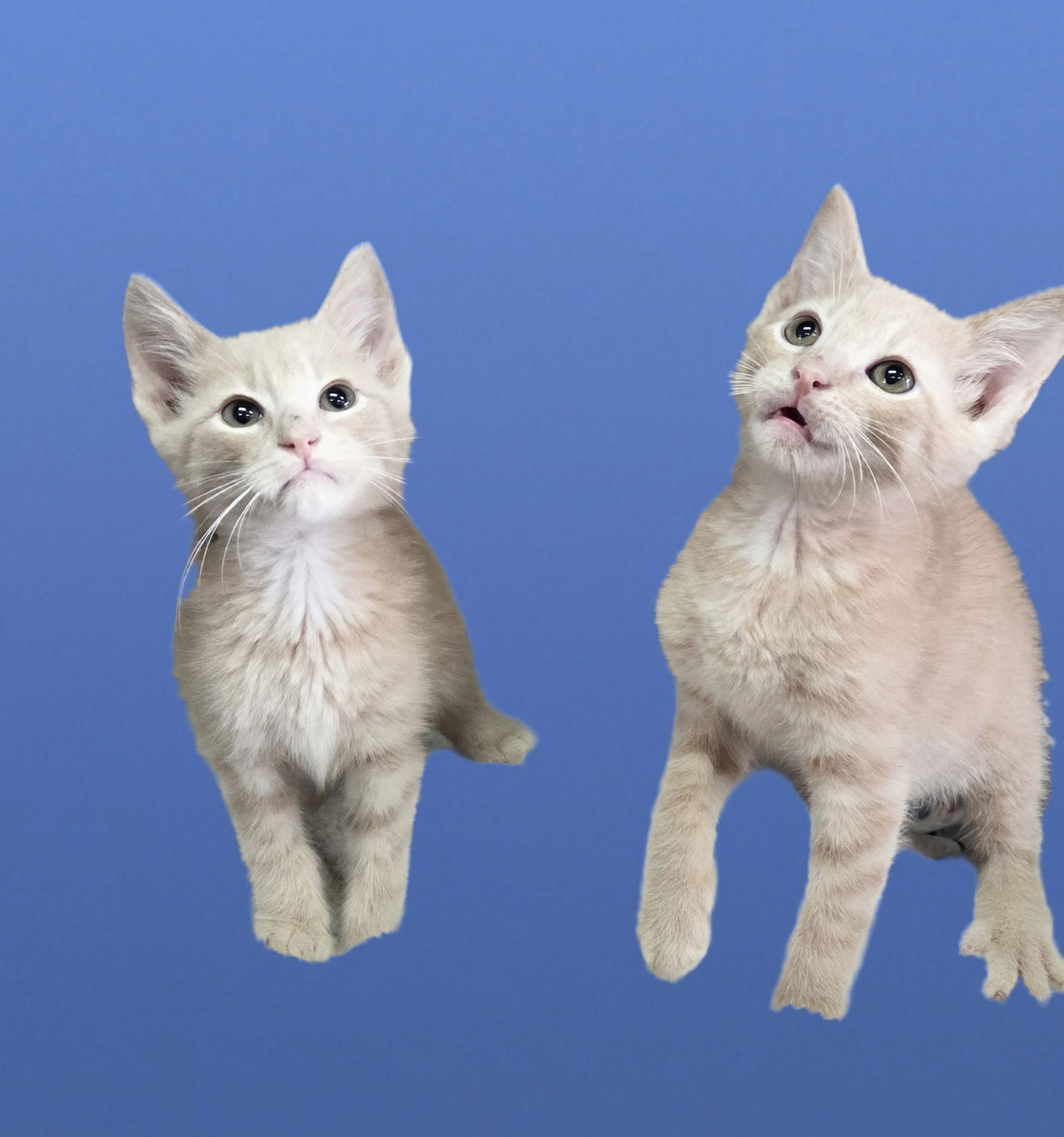 adoptable Cat in Martinsburg, WV named Two Cuties