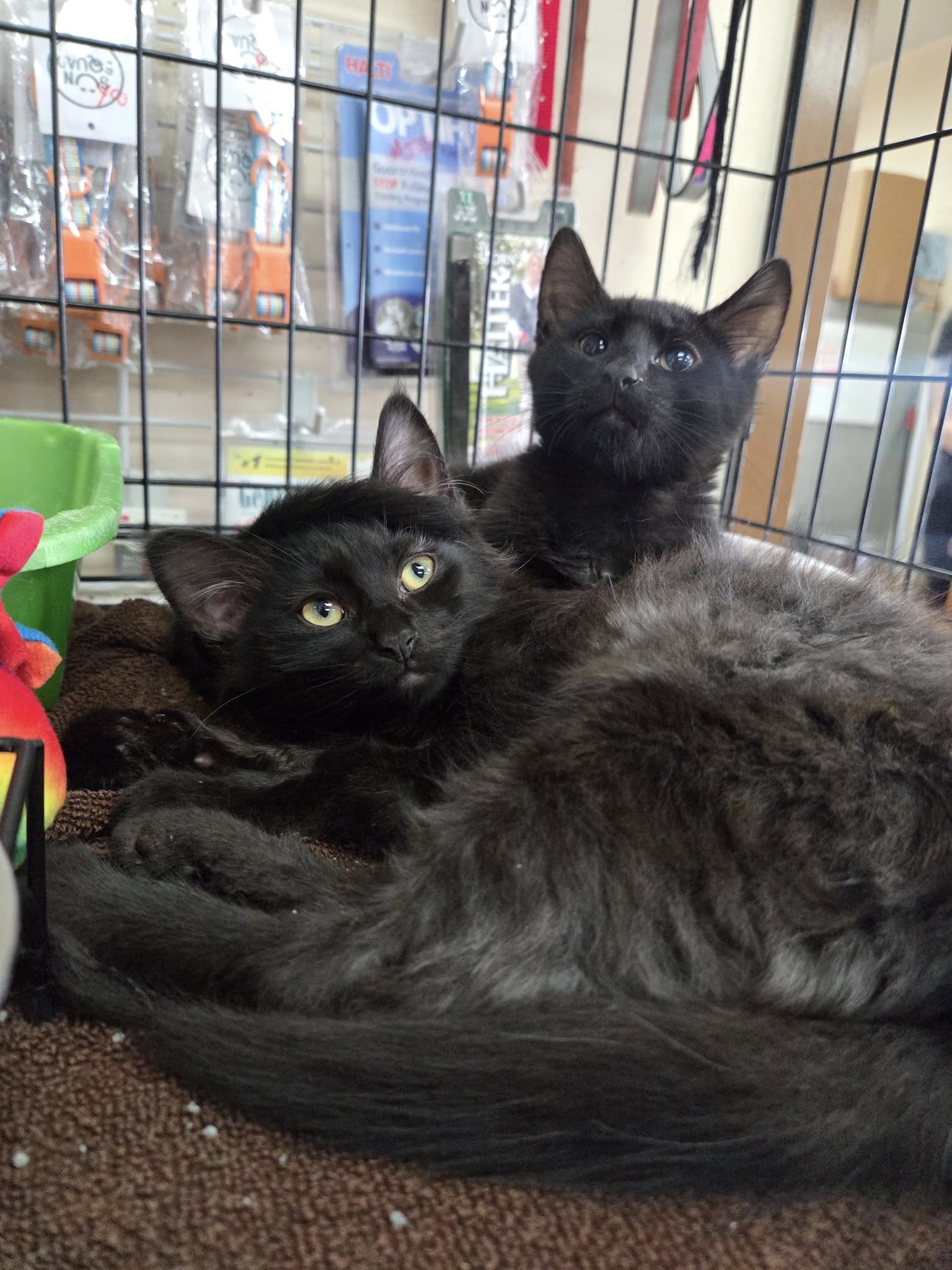 adoptable Cat in Martinsburg, WV named Landon and Bentley