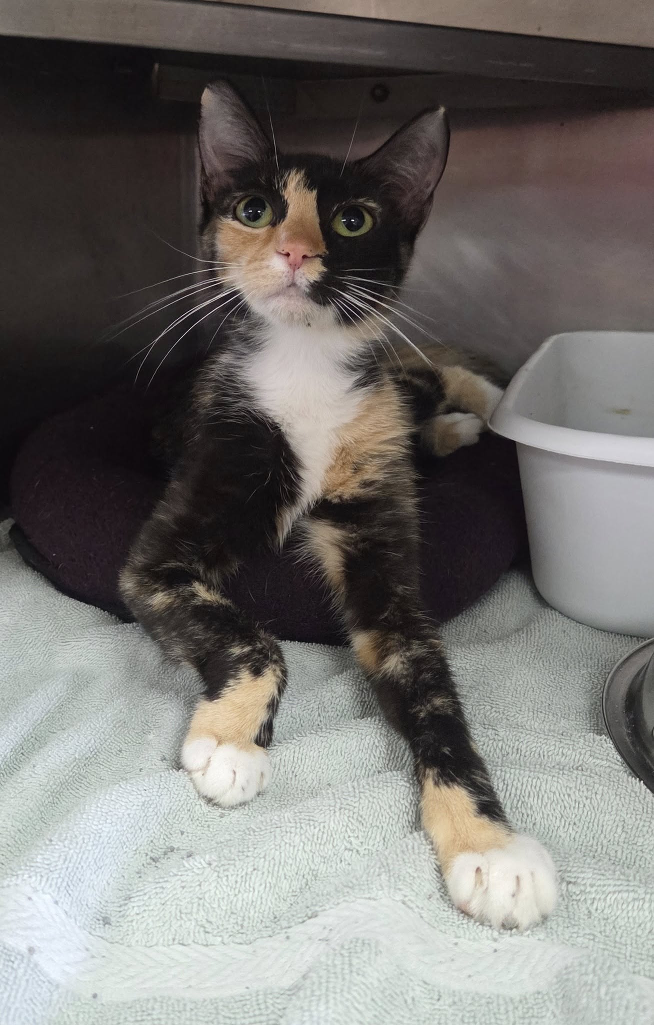 adoptable Cat in Martinsburg, WV named Rhea