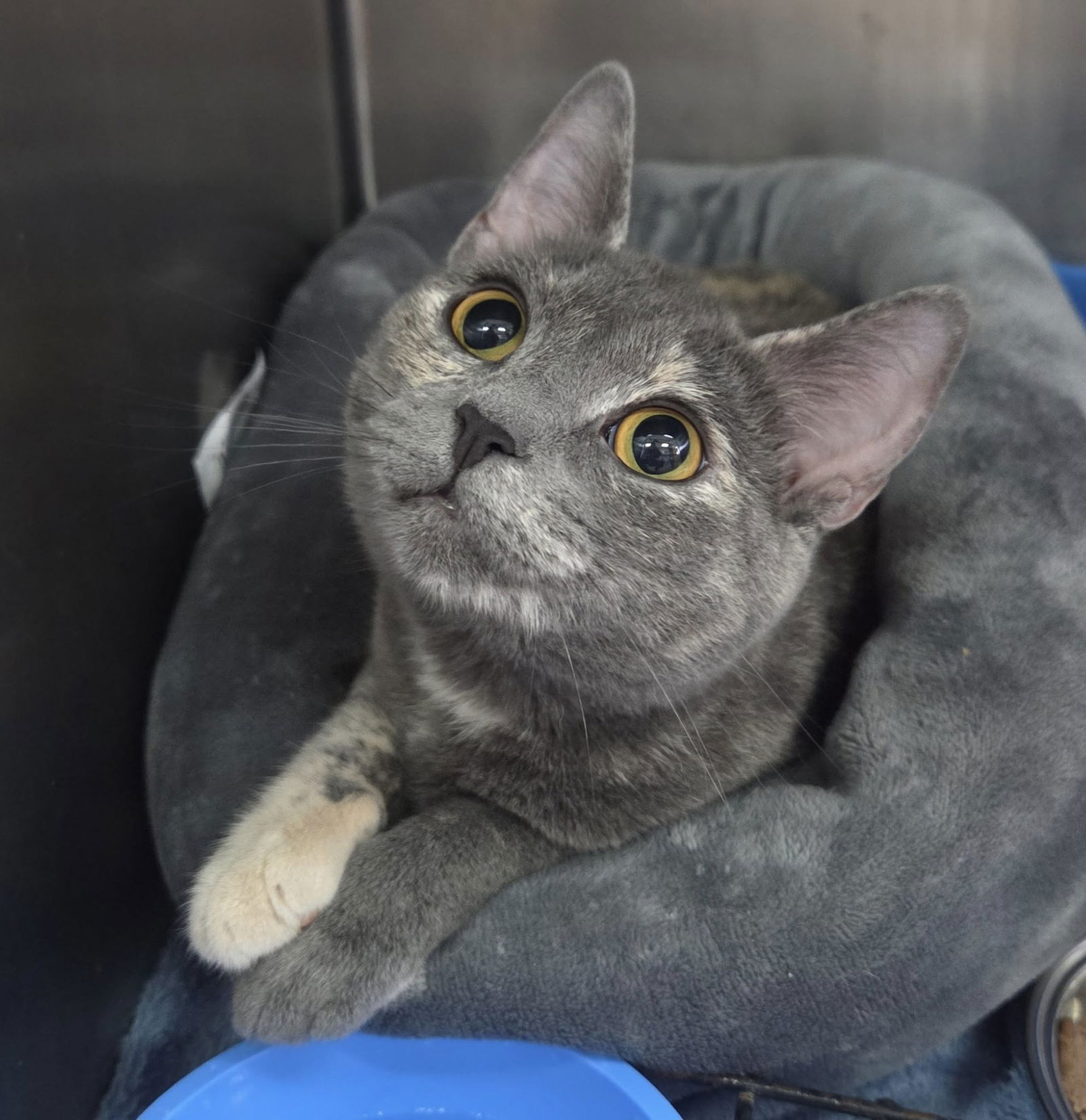 adoptable Cat in Martinsburg, WV named Pepper