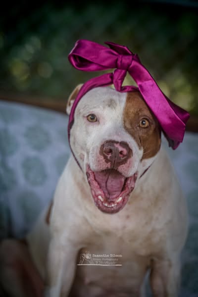 adoptable Dog in Martinsburg, WV named Sydney