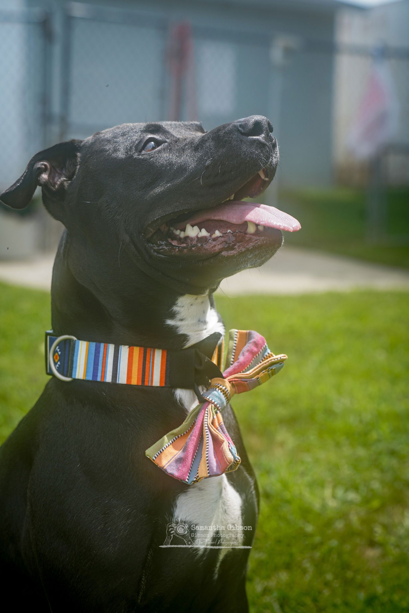adoptable Dog in Martinsburg, WV named Felix