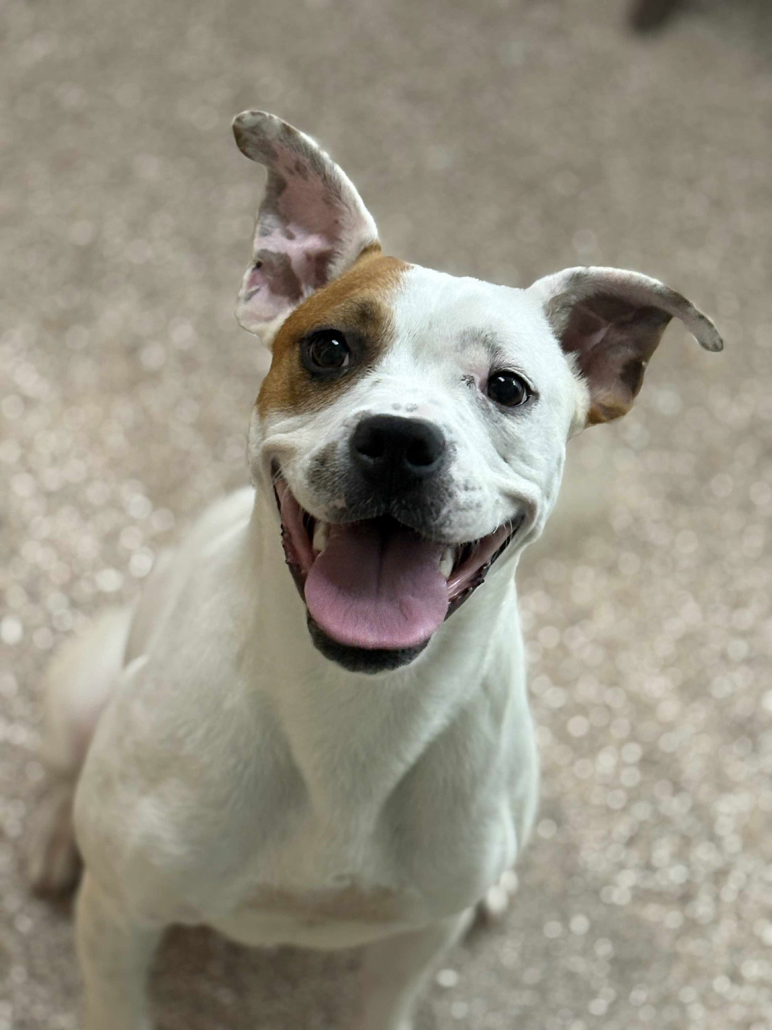 adoptable Dog in Martinsburg, WV named Daisy